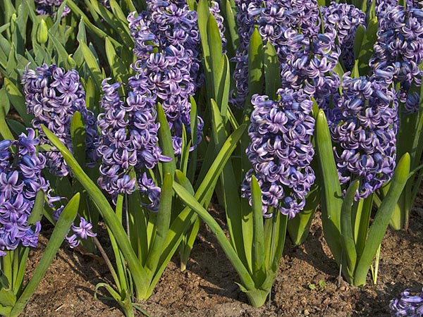 Common Hyacinth